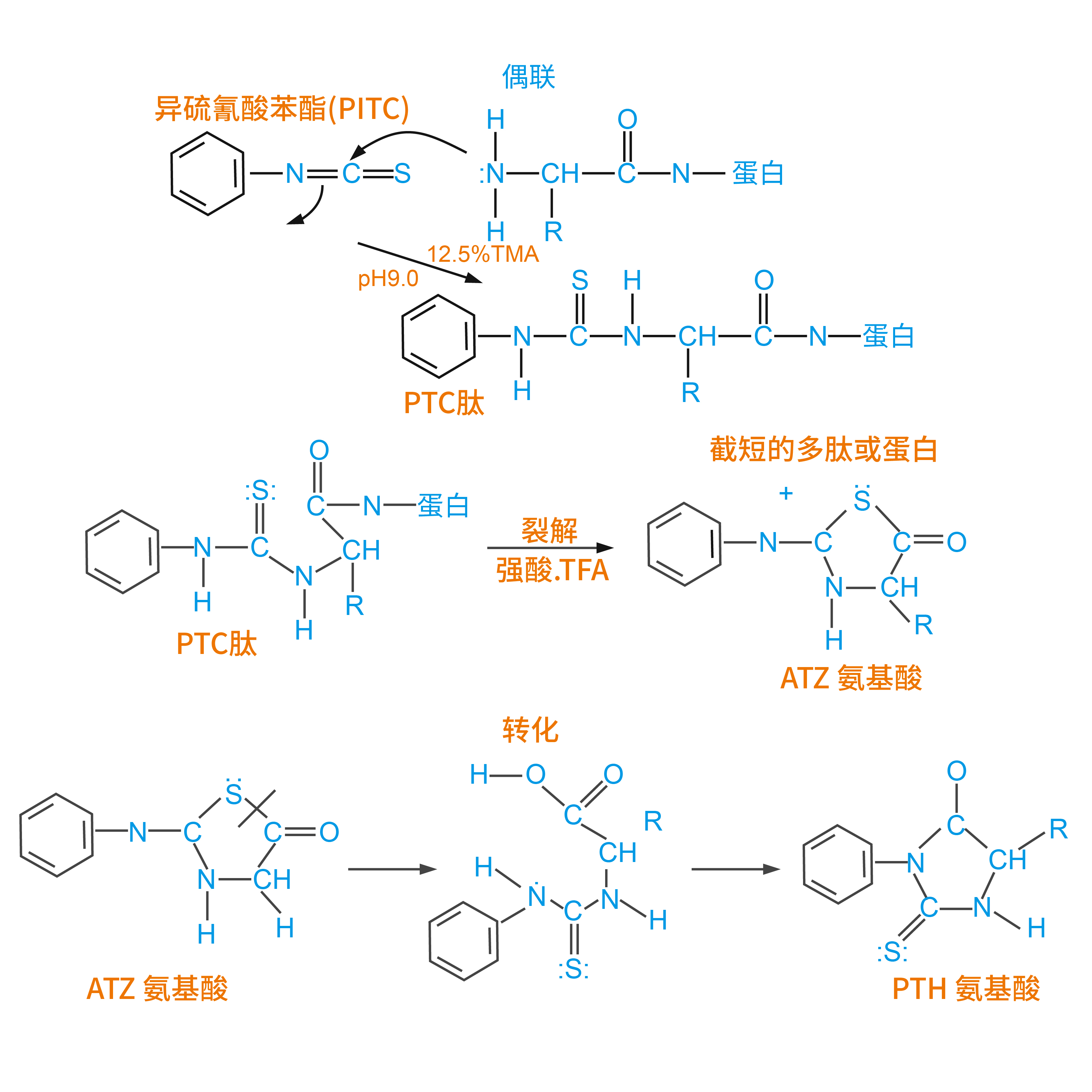 Edman原理圖