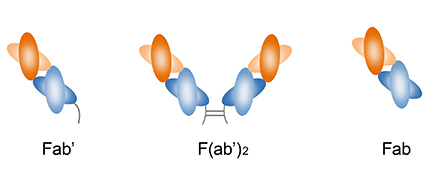 Fab 抗體片段