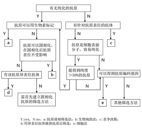 抗體庫構(gòu)建與篩選