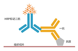 免疫組化原理