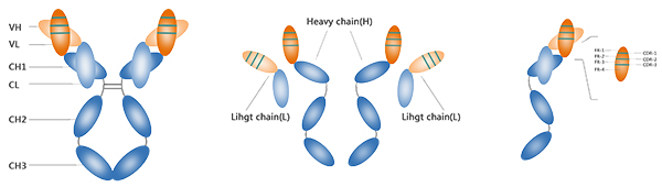 抗體結(jié)構(gòu)