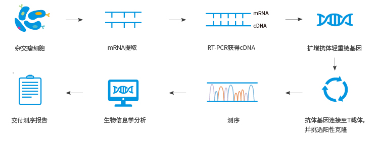 雜交瘤測(cè)序?qū)嶒?yàn)流程