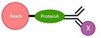 ip vs, co-ip