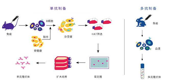 單抗多抗制備流程