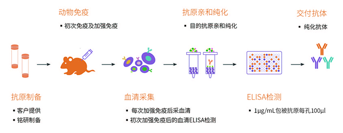 多克隆抗體制備流程