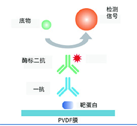 western blot