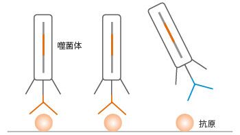 固相化抗原篩選法