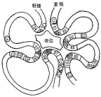 抗原表位