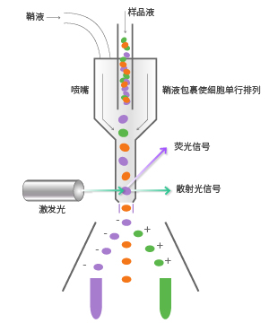 流式細胞分選原理