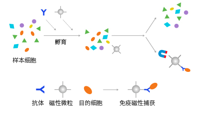 免疫磁性細胞分選原理