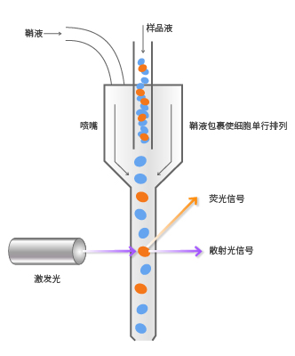 流式細(xì)胞術(shù)原理