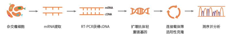 雜交瘤細(xì)胞測(cè)序