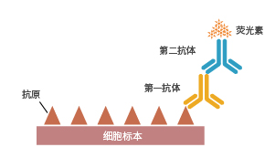 免疫細(xì)胞化學(xué)原理