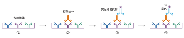 抗體亞型鑒定