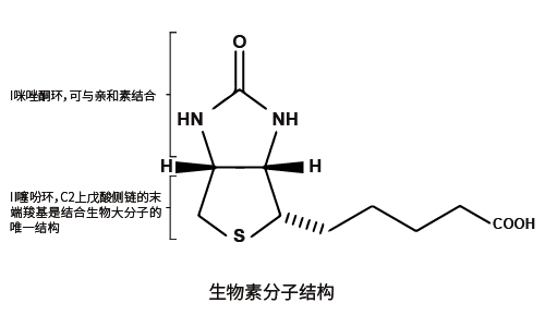 生物素標記