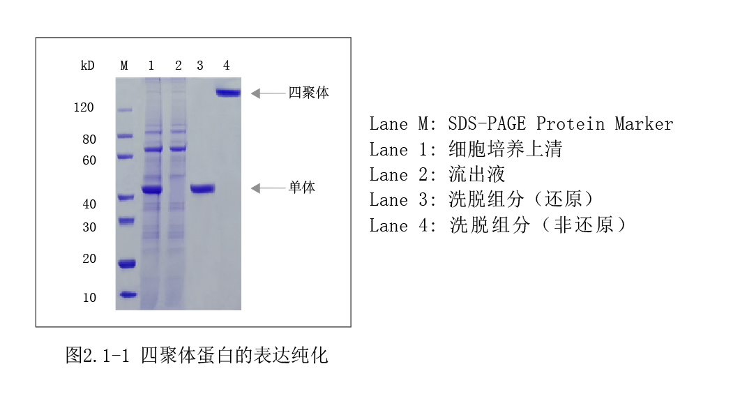 哺乳動(dòng)物細(xì)胞蛋白表達(dá)案例